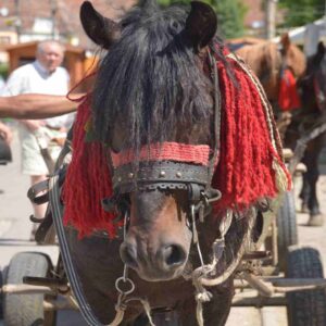 1.7unterwegs in Siebenbürgen_bea