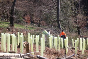 230227 Pflanzaktion Ökumenewald Tubex-Hüllen kleinJPG